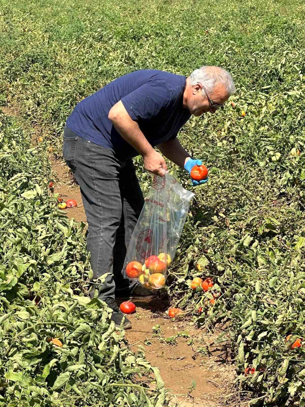 Köşk'te domateste hasat öncesi ilaç kalıntısı denetimi başladı