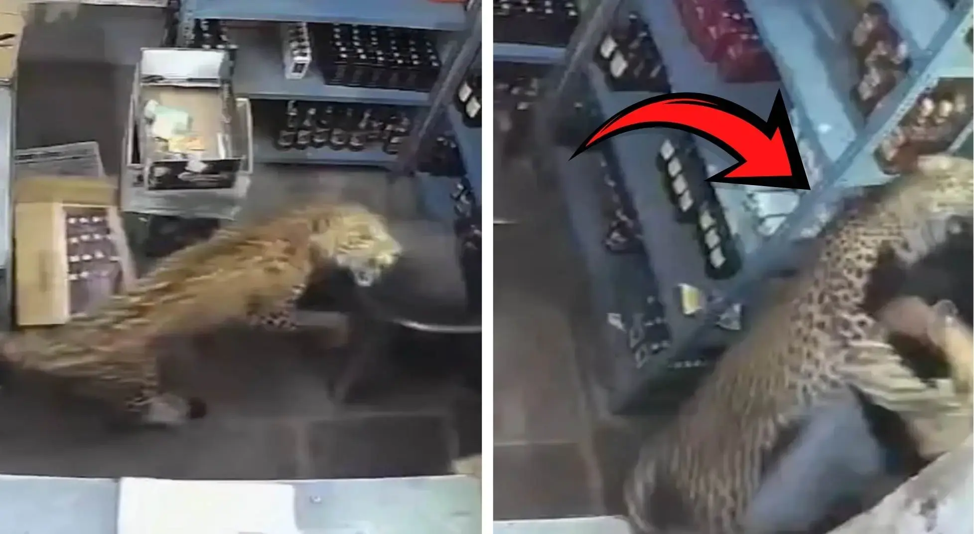 Leopar dükkana girdi, çalışana saldırdı! Dehşet anları kamerada