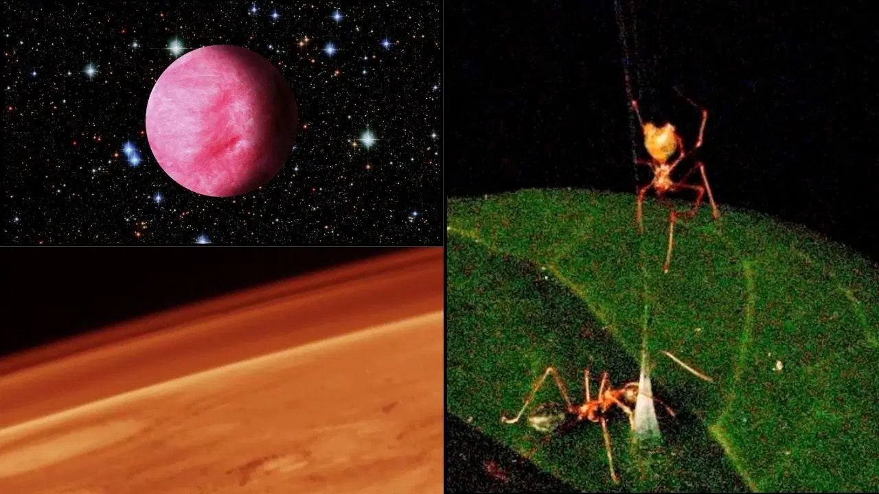 Mars'taki karbon moleküllerinden yaylı tuzak kuran örümceklere bu ayki gelişmeler!