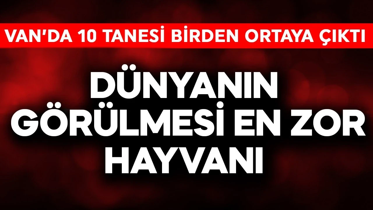 Dünyanın görülmesi en zor hayvanı! Van'da 10 tanesi bir anda ortaya çıktı
