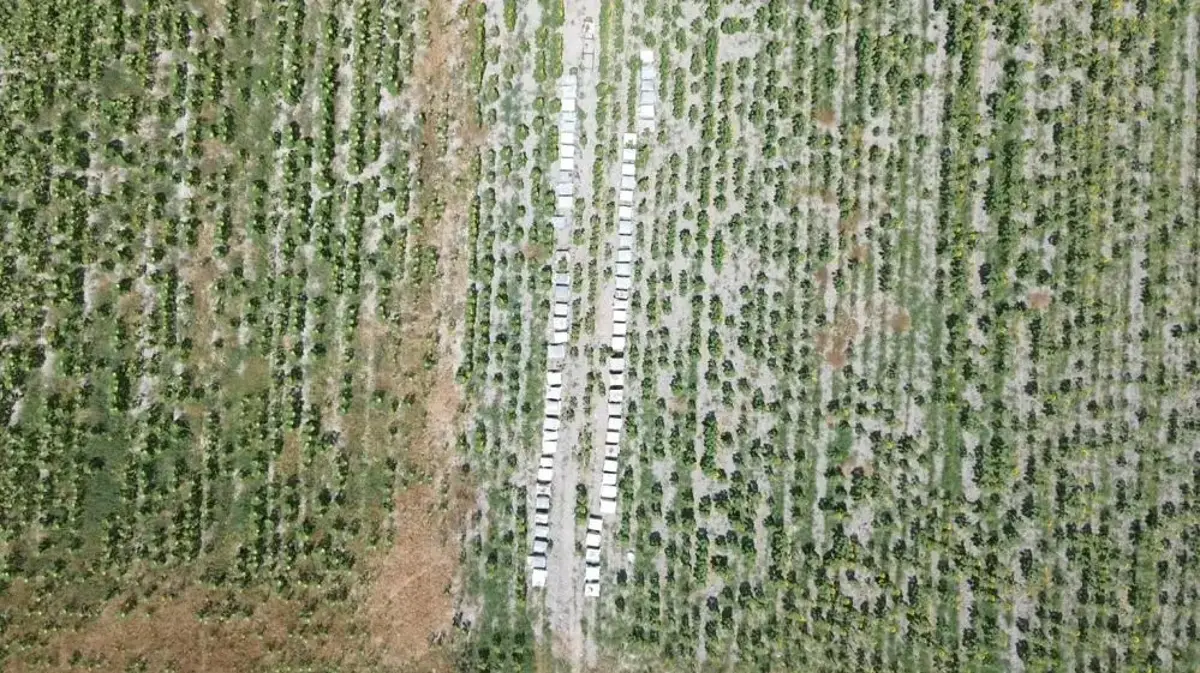 Üçüncü hasat için hummalı çalışmalar başladı! Fiyatlar henüz yükselmedi, şimdi alan kazanır