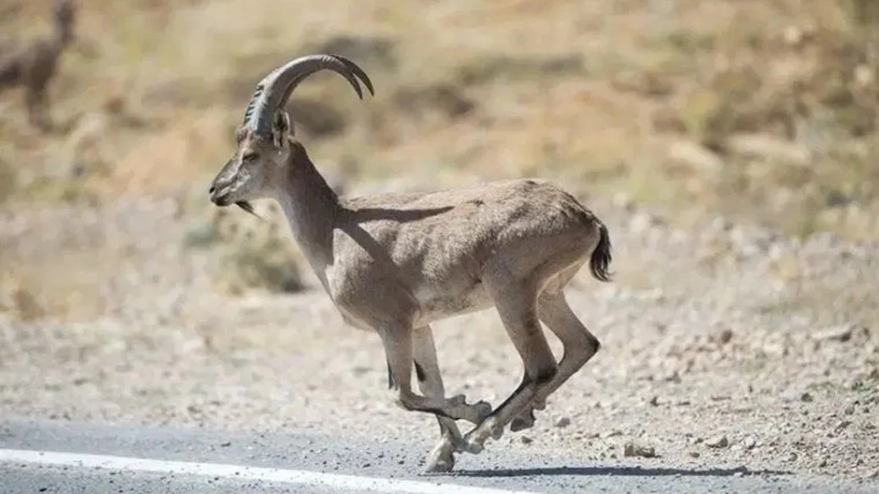 Koruma altındaki yaban keçisini vurdu...Kaçak avcıya rekor ceza