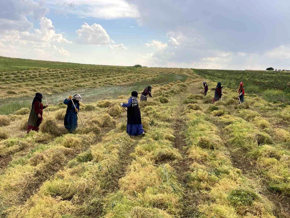 Şanlıurfa'da mercimek hasadı başladı