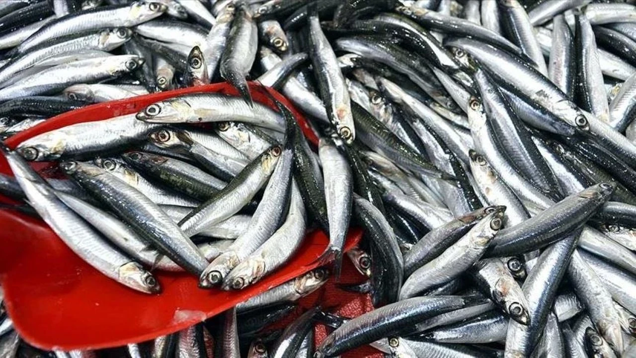 Türk hamsisine talep arttı: İhracatta yüzde 70'lik sıçrama
