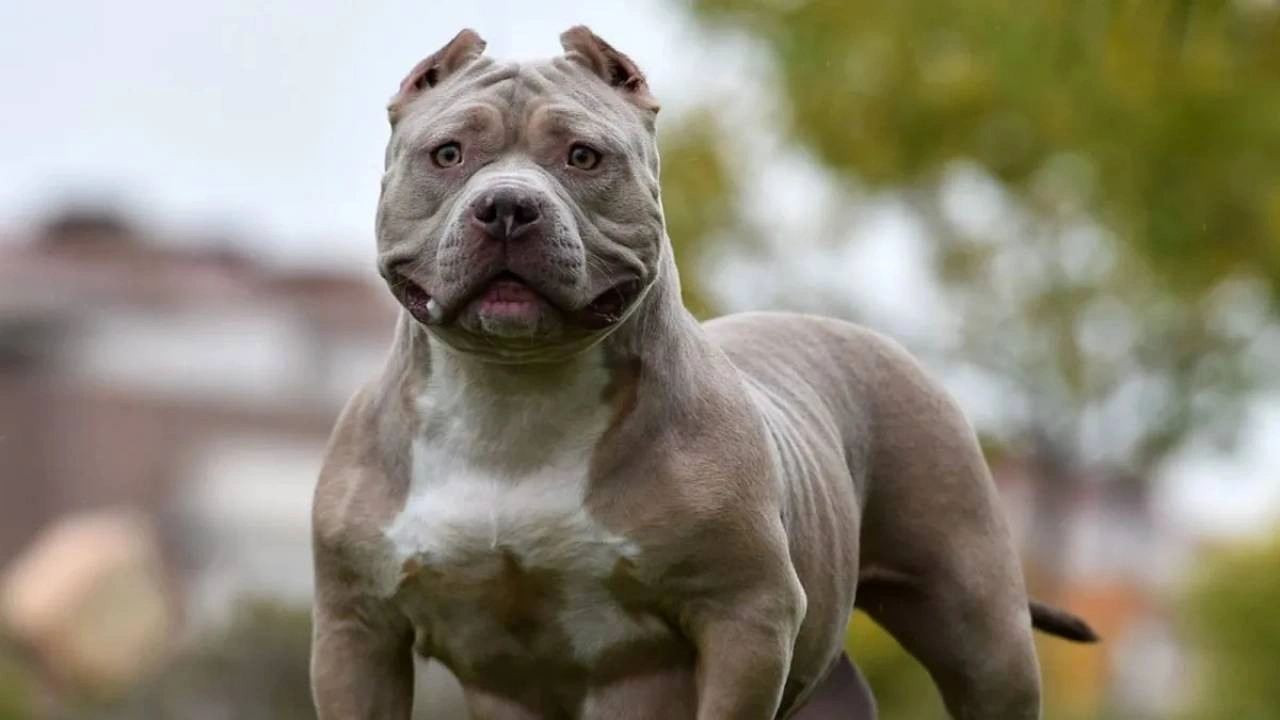 Çocuk ve köpek aynı odada kalamayacak! İki ülkeden tartışma yaratan karar