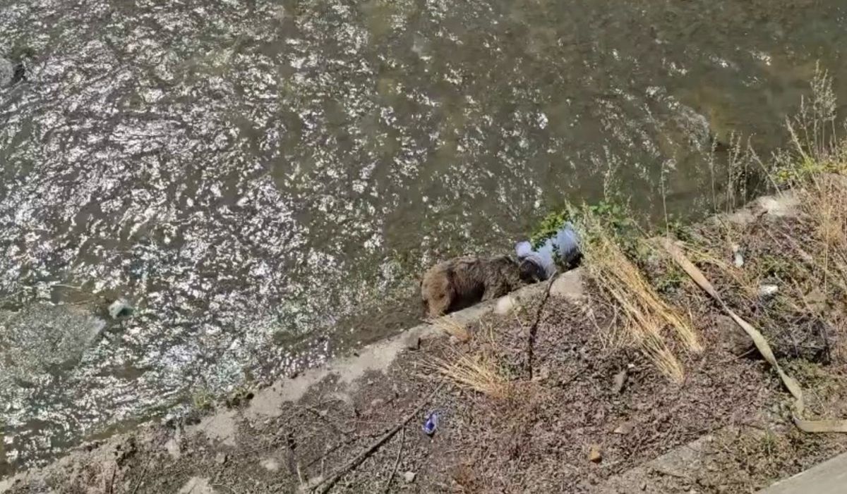 Tünelde otomobilin çarptığı bozayı, kaçarken çaya düştü