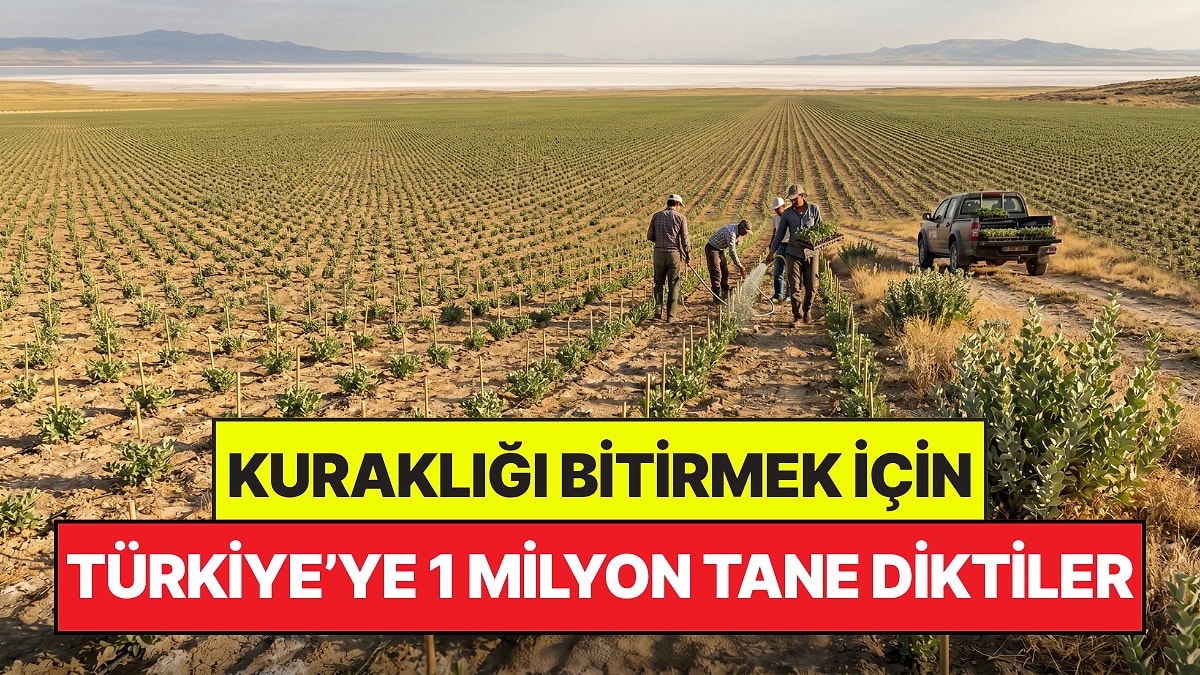 Türkiye'deki Kuraklığı Bitirmek İçin 1 Milyon Adet 'Mucize' Bitkisi Diktiler: Hedef 6 Milyon