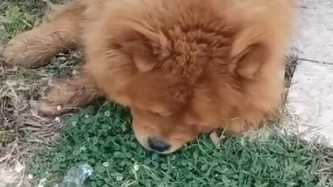 Alanya'da köpeğe eziyet iddiasına 1 gözaltı
