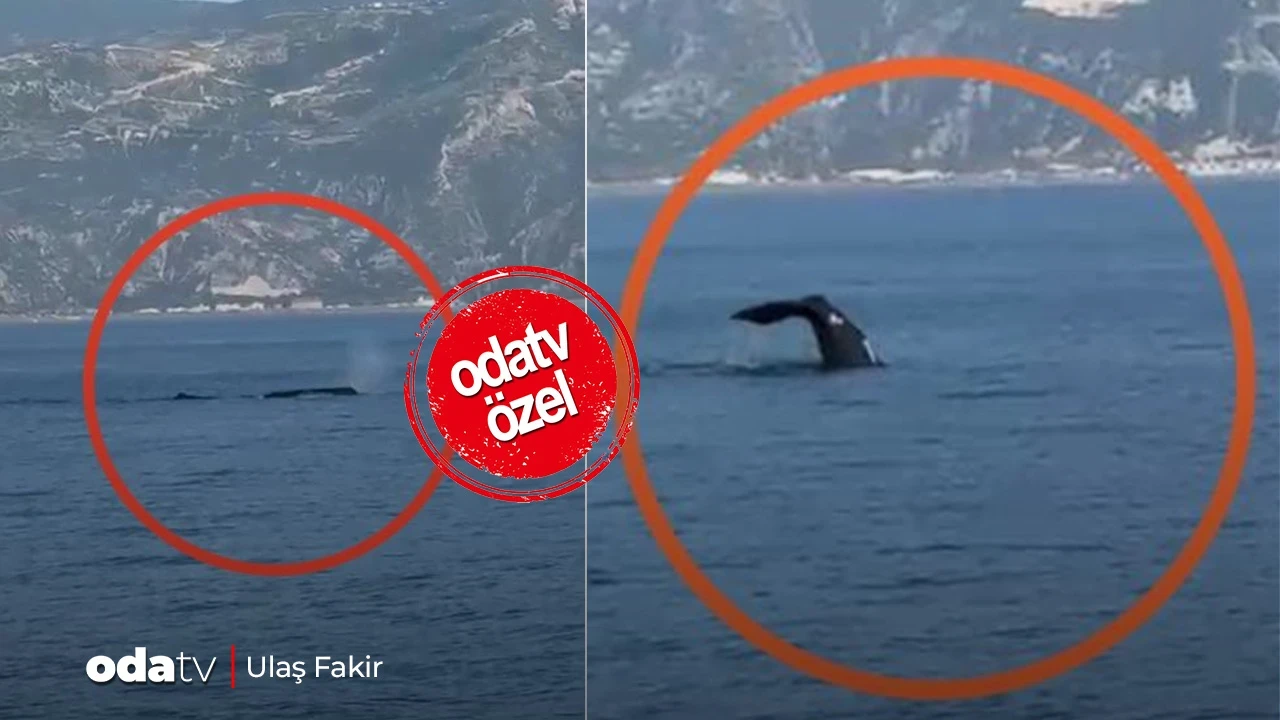 Hatay'da görülen balinanın sırrı