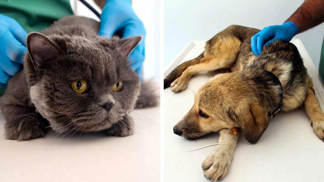 Kedi ve köpek sahipleri dikkat! Yaz aylarında parazit riski zirve yaptı