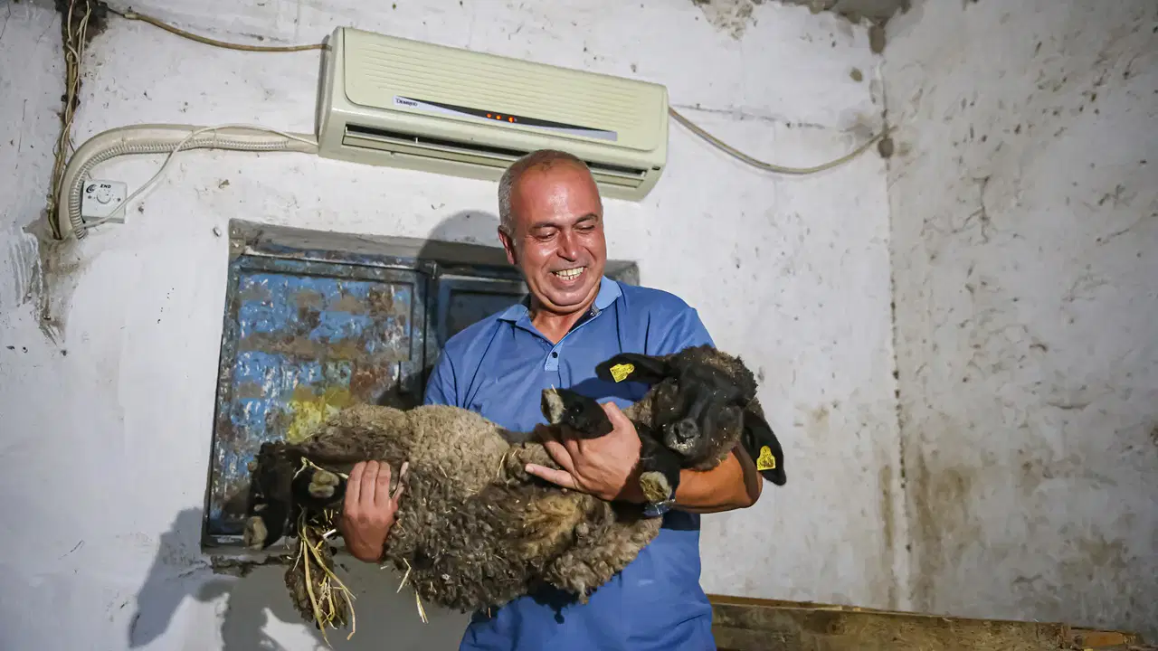 Avukatlığı bıraktı, besici oldu: Koyunlarına klimalı ahır yaptırdı
