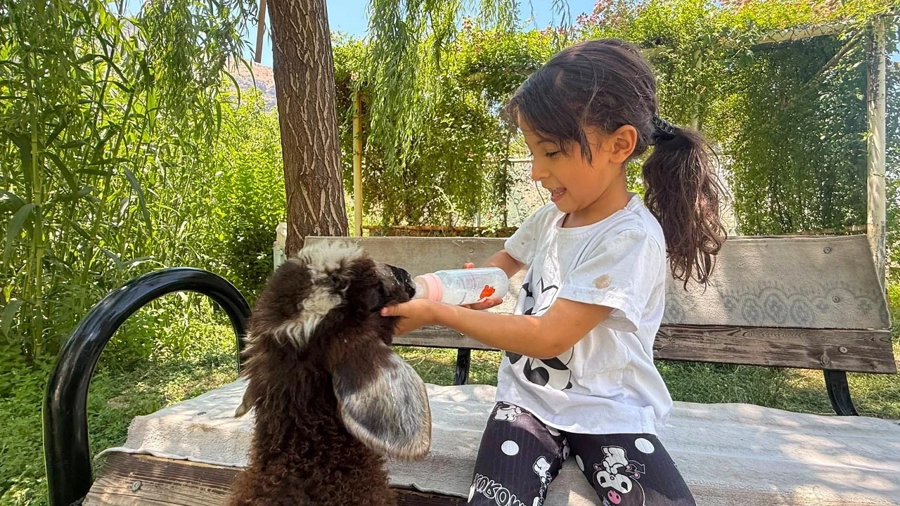 Minik kuzuya anne oldu! Biberonla beslediği görüntüler gülümsetti