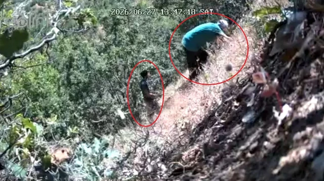Ormandaki gizli kenevir tarlasına suçüstü: CHP İlçe Başkanı ve oğlu sulama yaparken fotokapana yakalandı