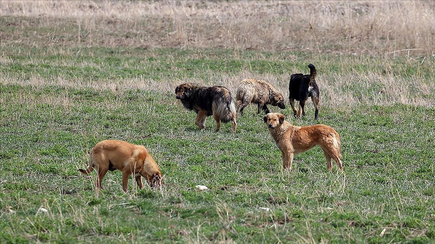 Köpek saldırısına uğrayan 5 yaşındaki Hamza'nın ölümünde belediye başkanına soruşturma izni