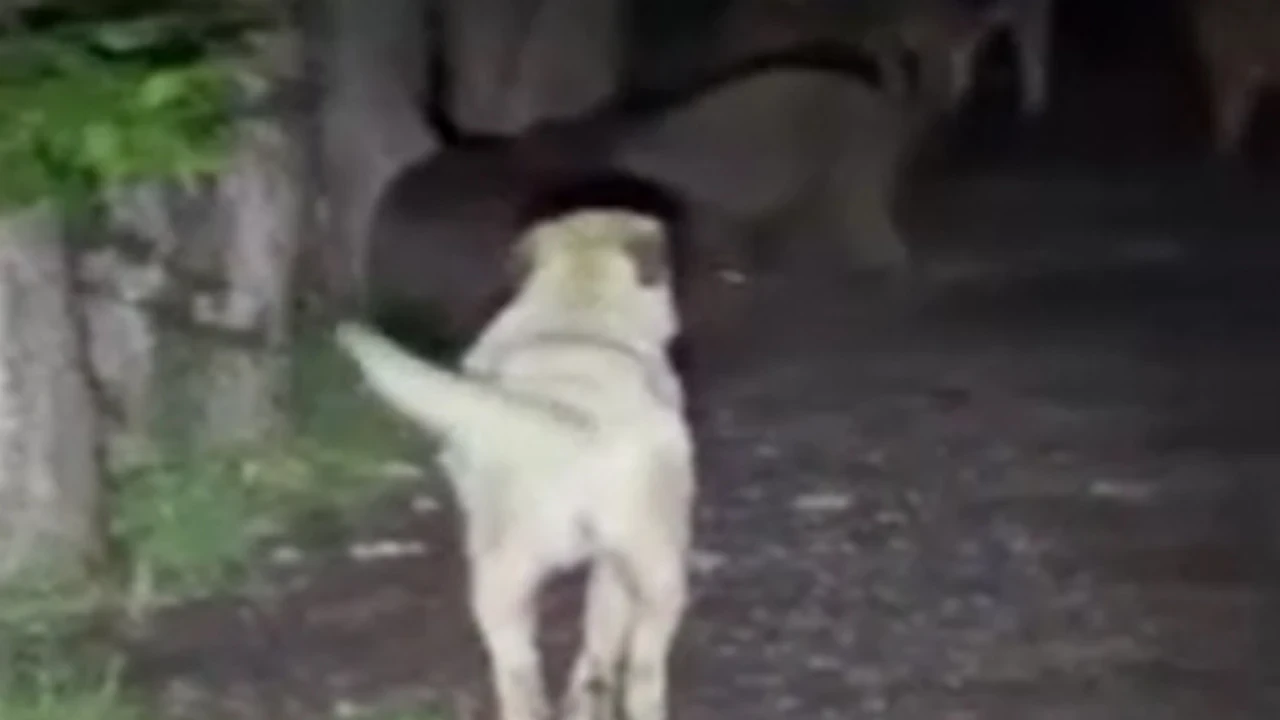 Ankara'da sokak köpekleri ile ayıların kavgası kamerada