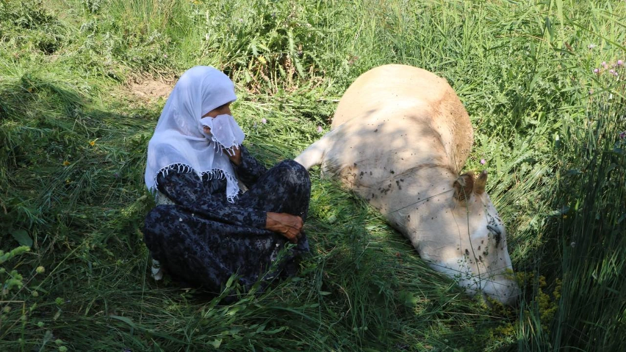 Uçuruma düşen ineğin yerine 2 inek ve 2 buzağı bağışlandı