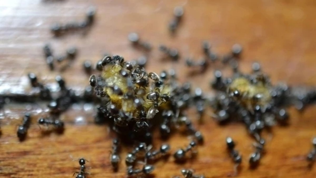 Yazın en büyük sorununa doğal çözüm! Karıncalar bu kokudan nefret ediyor