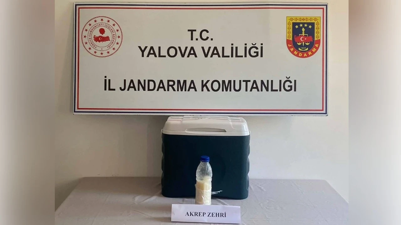 Yarım kilo akrep zehri yakalandı