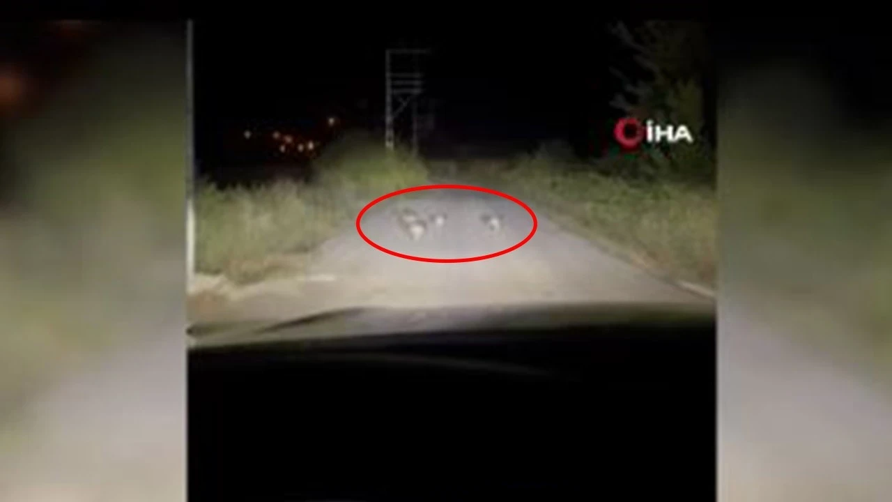 Karabük’te gece bir anda aracın önünde belirdi! Dünyanın en korkusuz yaratığı
