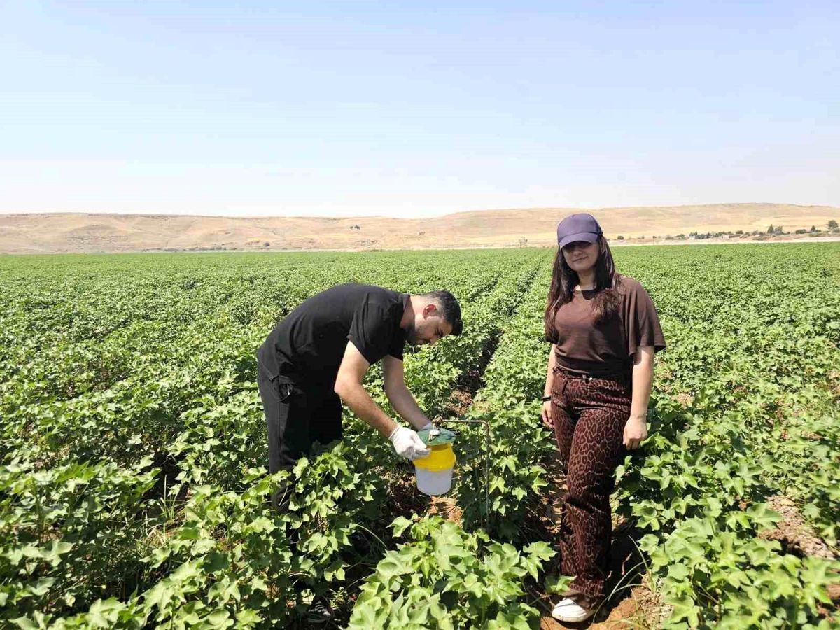 Cizre'de pamuk tarlalarına "Feromon Tuzaklı" koruma