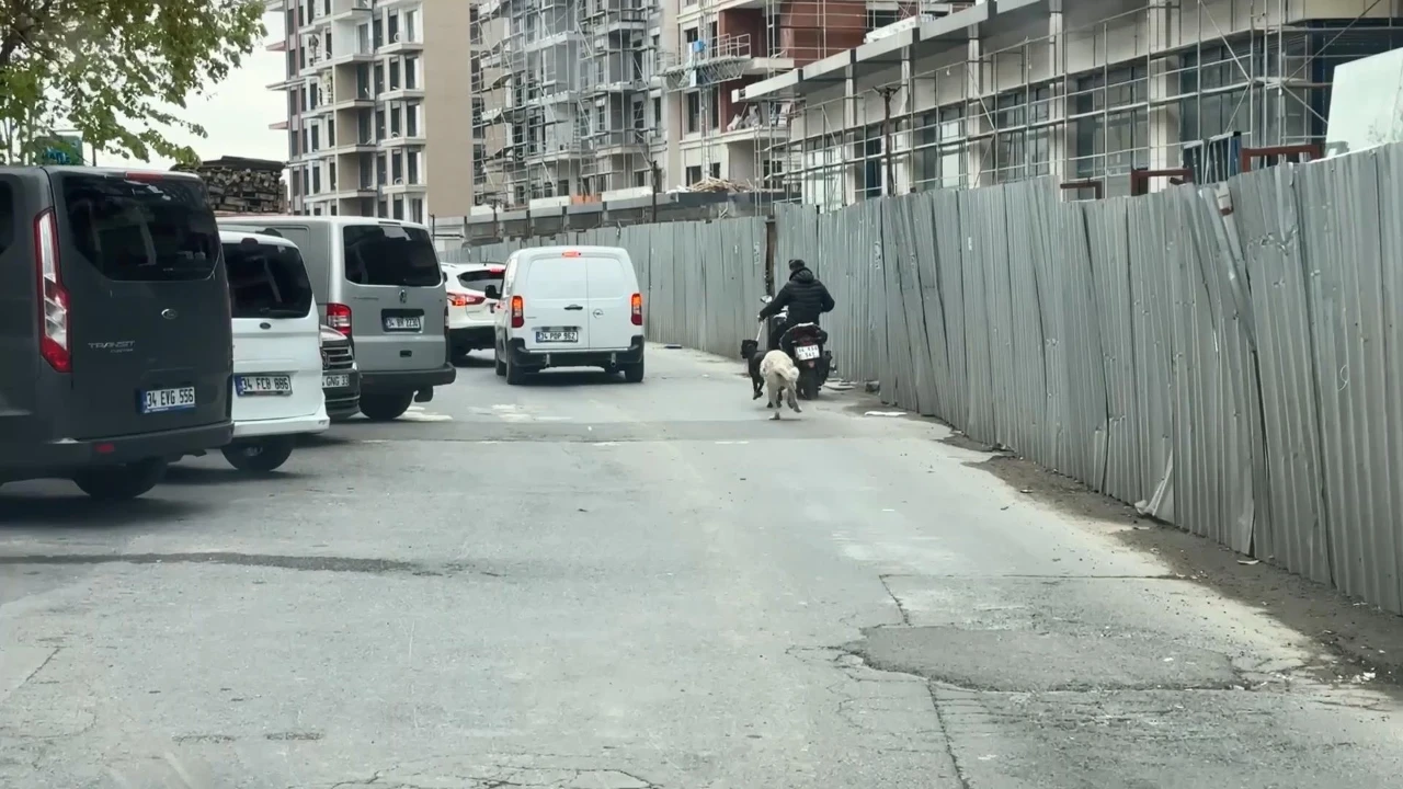 Motosiklete bağladığı köpeği caddede koşturdu: Ceza kesildi